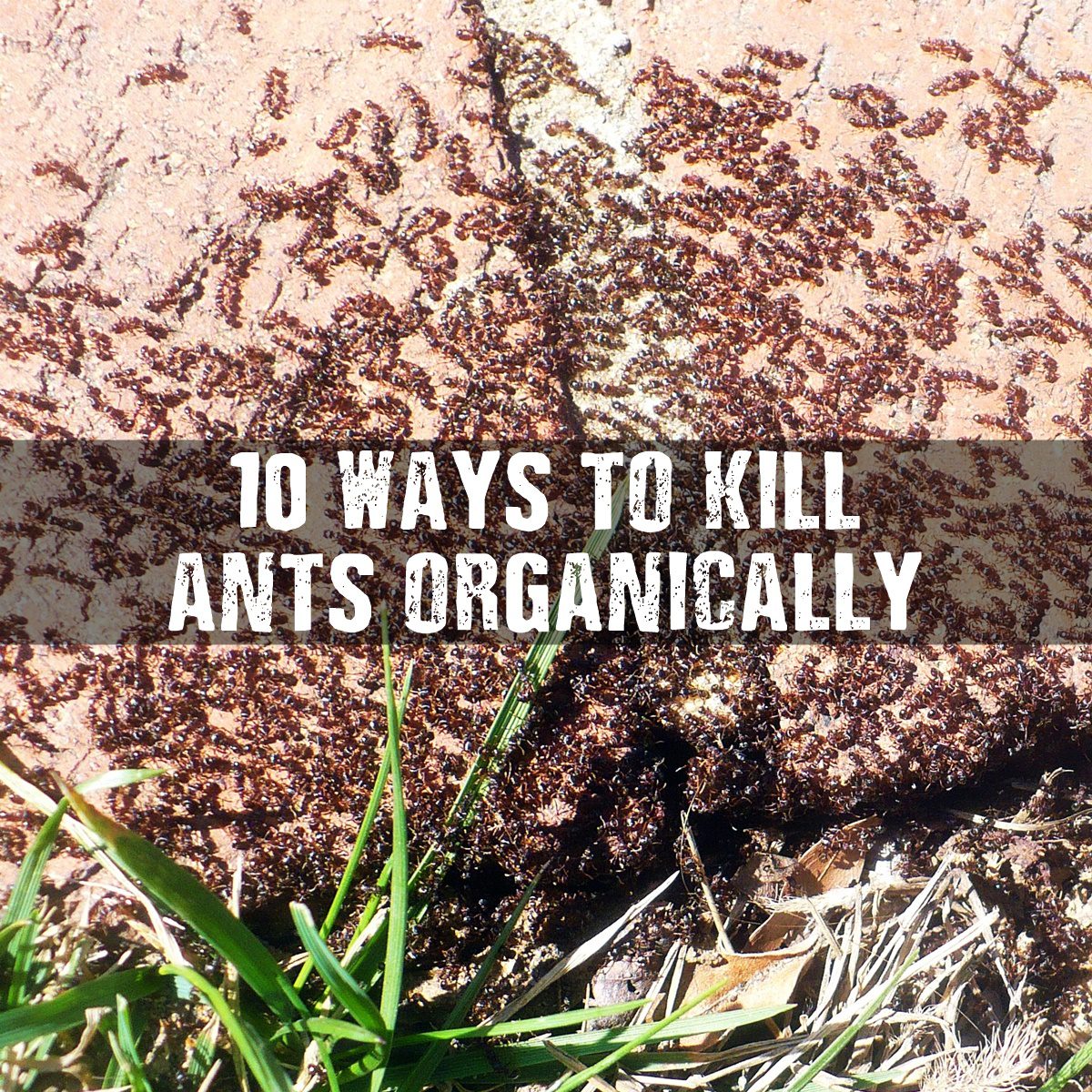 10 Ways To Kill Ants Organically - Many of us want to get rid of those pesky ants, but do it the safe way, organically. These methods should save you time and some money as they can be done using regular household items you may already have on hand.