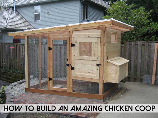How To Build An Amazing Chicken Coop - SHTF &amp; Prepping Central