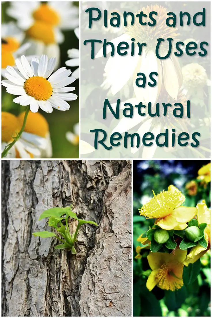 Plants and Their Uses as Natural Remedies - SHTF Prepping