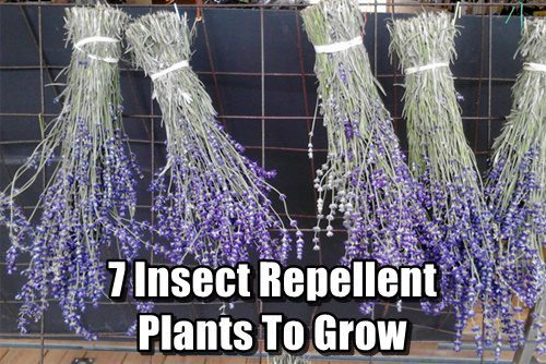 7 Insect Repellent Plants To Grow Repel Mosquitoes