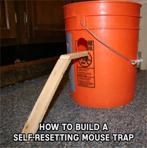 How To Build A Self-Resetting Mouse Trap - SHTF &amp; Prepping Central