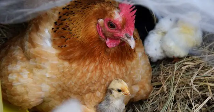 How To Raise Chickens The Ultimate Beginner S Guide
