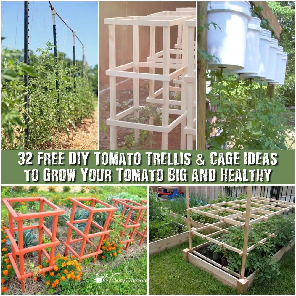 32 Free Diy Tomato Trellis And Cage Ideas To Grow Your Tomato Big And Healthy