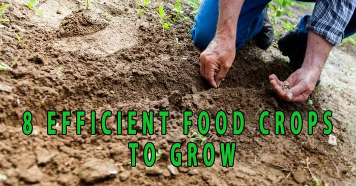 Eight Efficient Food Crops to Grow — Many families grow their own food in order to become self-sufficient. There is nothing better than home grown food. It’s cheaper, fresher and often better tasting than the one you buy from the supermarket.