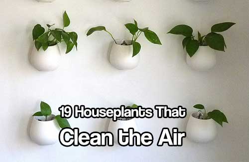 Why Use Plants To Clean Air Naturally Why Use Plants To Clean Air Naturally