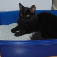 Homemade Kitty Litter — You will not believe what you can make your own cat litter out of. Bulk whole wheat, available from health food stores, makes a simple, sustainable cat litter.