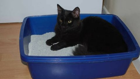 Homemade Kitty Litter