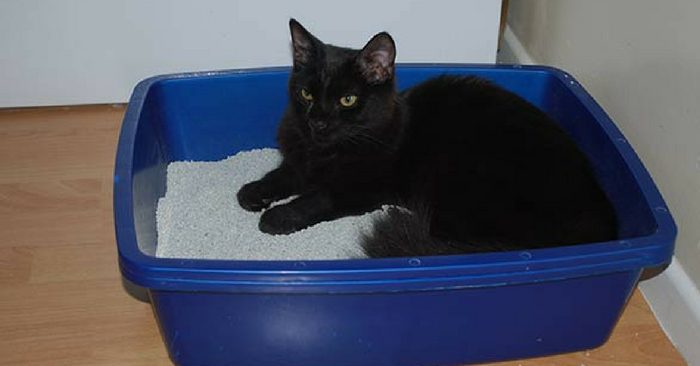 Homemade Kitty Litter — You will not believe what you can make your own cat litter out of. Bulk whole wheat, available from health food stores, makes a simple, sustainable cat litter.