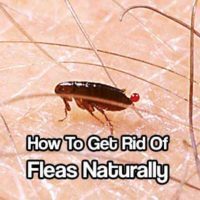 How To Get Rid Of Fleas Naturally - Fleas are a pain in the butt. If you&rsquo;ve noticed that you are getting more and more fleas around the house, but don&rsquo;t want chemicals on your pet or in your abode, here are some less harsh ways to combat fleas. Stop using the chemicals, make your own.