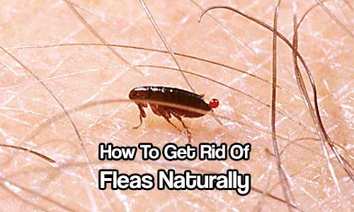 How To Get Rid Of Fleas Naturally - Fleas are a pain in the butt. If you’ve noticed that you are getting more and more fleas around the house, but don’t want chemicals on your pet or in your abode, here are some less harsh ways to combat fleas. Stop using the chemicals, make your own.