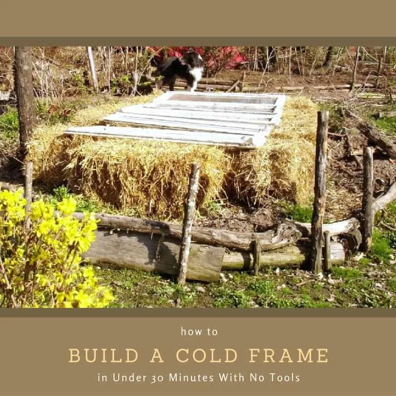 How to Build a Cold Frame in Under 30 Minutes With No Tools - If you want to save money by growing food over the long winter months this is a really easy way to build cold frames with no tools... Straw bales + old windows = instant cold frame!