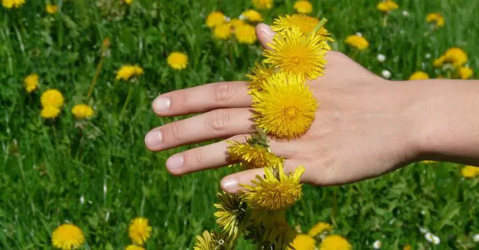 Picking Dandelions by Sarah Cunningham Picking Dandelions by Sarah Cunningham