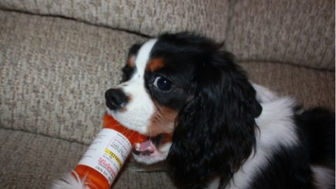 A Guide to Veterinary Drugs for Human Consumption