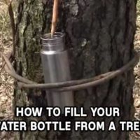 How To Get Water From A Tree