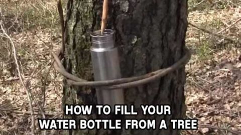 How To Get Water From A Tree – Survival