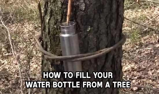 How To Get Water From A Tree