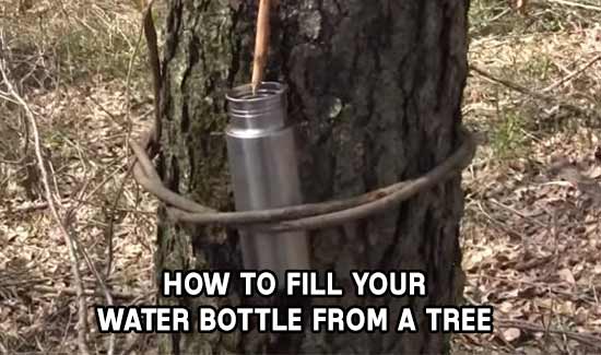 How To Get Water From A Tree - Survival 1 How To Get Water From A Tree