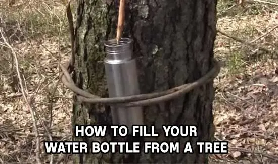 How To Get Water From A Tree - Survival 1 How To Get Water From A Tree