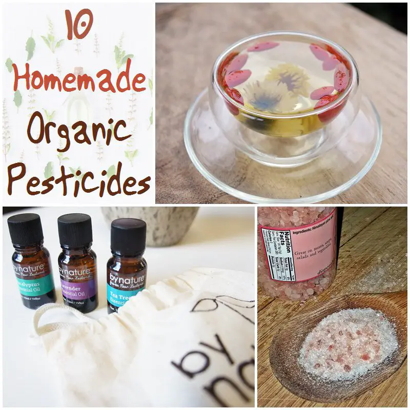 10 Homemade Organic Pesticides