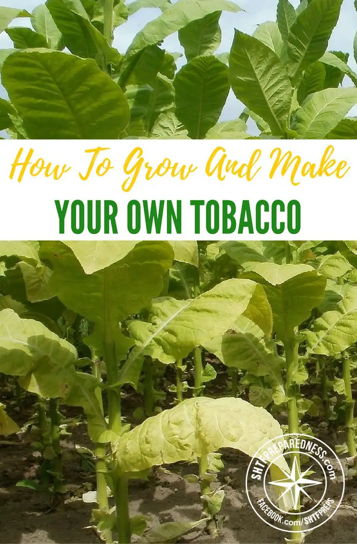 How To Grow And Make Your Own Tobacco
