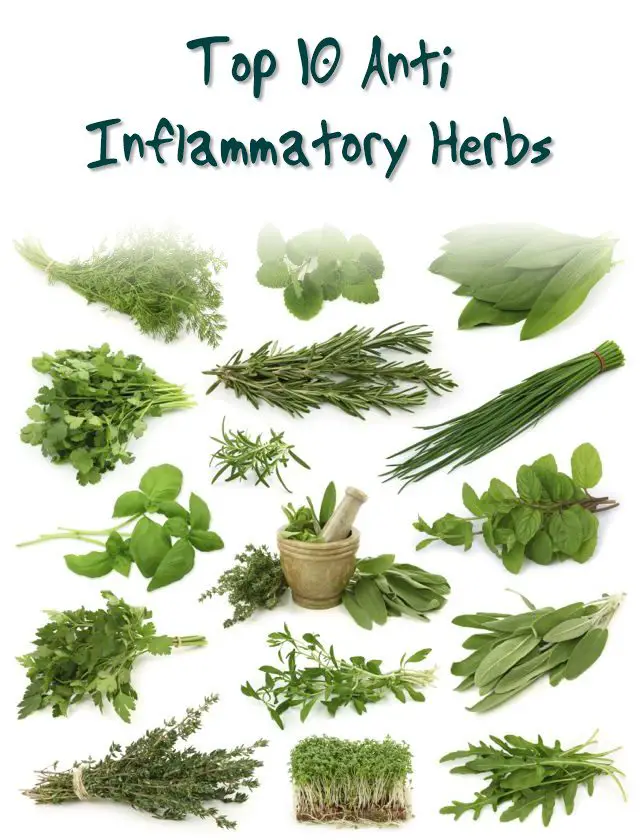 Top 10 Anti Inflammatory Herbs SHTFPreparedness