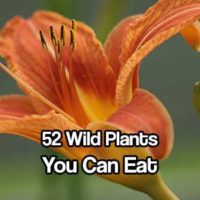 52 Wild Plants You Can Eat - Check out these wild edibles that are safe to eat if you find yourself stuck in the wild or just want to live a more self sufficient lifestyle.