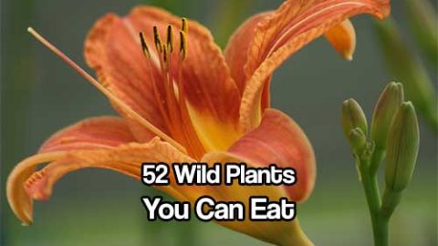 52 Wild Plants You Can Eat