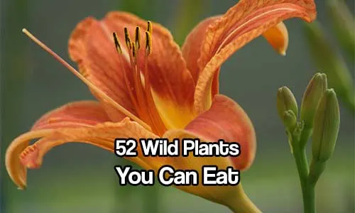 52 Wild Plants You Can Eat - Check out these wild edibles that are safe to eat if you find yourself stuck in the wild or just want to live a more self sufficient lifestyle.
