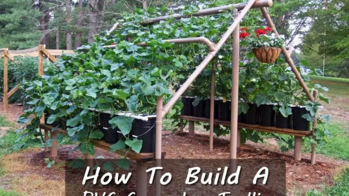 How To Build A PVC Cucumber Trellis