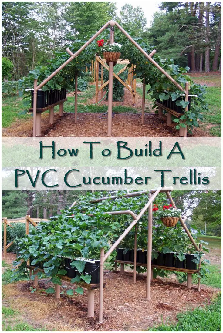 How To Build A PVC Cucumber Trellis - The PVC Cucumber Trellis is a cool way to grow your cucumbers. PVC is quite cheap and very sturdy. This project is not only for cucumbers, but for any vines or vegetables that can climb!