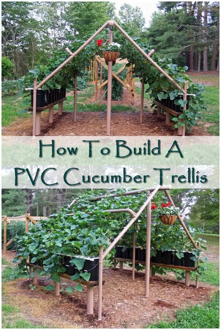 How To Build A PVC Cucumber Trellis - The PVC Cucumber Trellis is a cool way to grow your cucumbers. PVC is quite cheap and very sturdy. This project is not only for cucumbers, but for any vines or vegetables that can climb!