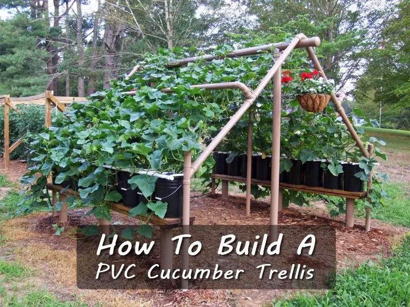 How To Build A PVC Cucumber Trellis - SHTF Prepping 