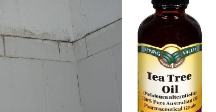 Does Tea Tree Kill Mold | How to Kill Mildew Naturally – DXGO
