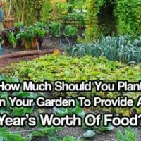 How Much Should You Plant In Your Garden To Provide A Year’s Worth Of Food? — Not long ago, people had to think about how much to grow for the year. They had to plan ahead, save seeds, plant enough for their family and preserve enough to survive over the winter months!