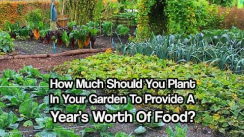 How Much Should You Plant In Your Garden To Provide A Year’s Worth Of Food?