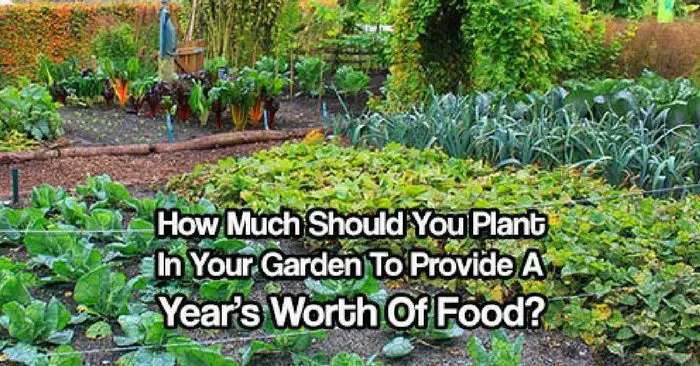 How Much Should You Plant In Your Garden To Provide A Year’s Worth Of Food? — Not long ago, people had to think about how much to grow for the year. They had to plan ahead, save seeds, plant enough for their family and preserve enough to survive over the winter months!