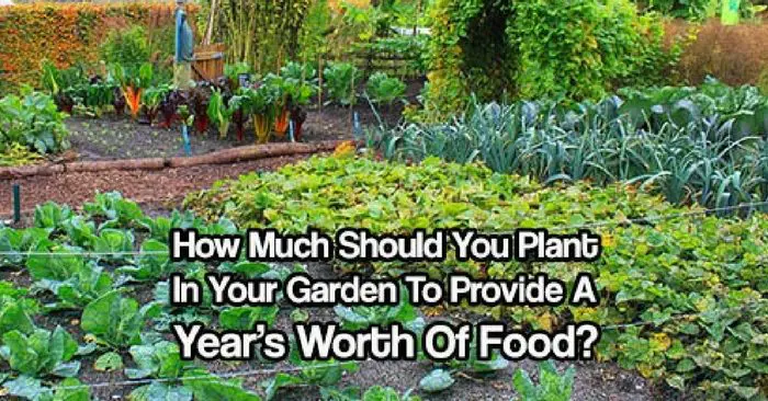 How Much Should You Plant In Your Garden To Provide A Year’s Worth Of Food? — Not long ago, people had to think about how much to grow for the year. They had to plan ahead, save seeds, plant enough for their family and preserve enough to survive over the winter months!