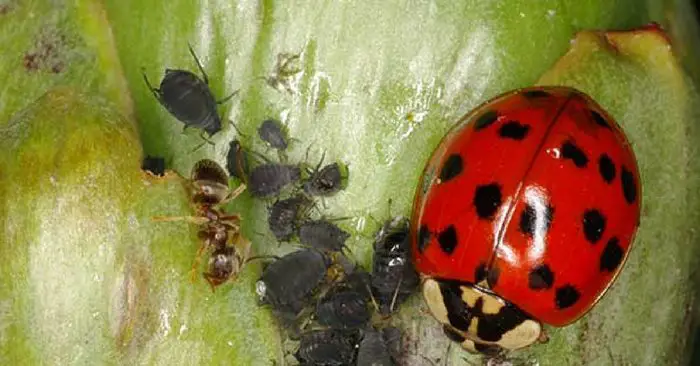 How To Build And Why You Need A Ladybug Garden Biology Diagrams