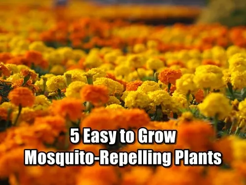 5 Easy to Grow Mosquito-Repelling Plants 