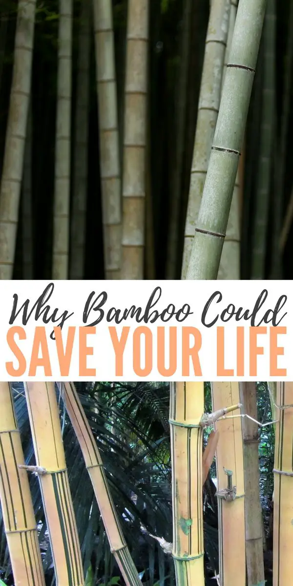 Why Bamboo Could Save Your Life
