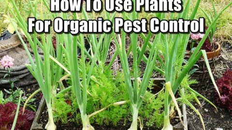 How to Use Plants for Organic Pest Control