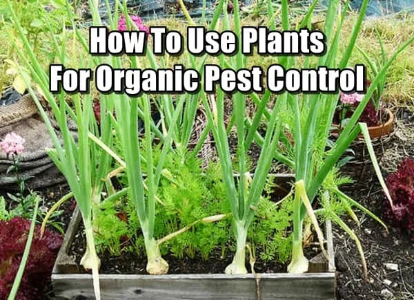 How To Use Plants For Organic Pest Control