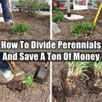 How To Divide Perennials And Save A Ton Of Money - Knowing How To Divide Perennials can save you a ton of money and make your garden look fantastic this year!