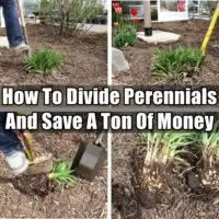 How To Divide Perennials And Save A Ton Of Money - Knowing How To Divide Perennials can save you a ton of money and make your garden look fantastic this year!