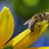 7 Simple Ways To Help Honey Bees &mdash; I have been thinking about our poor bees for a while and I went hunting the internet to see if I could do anything to help and guess what! I did. This article have 7 great ways we can help the bees right at home and all are so simple we all should make a conscious effort to help them.