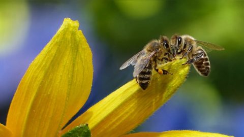 7 Simple Ways To Help Honey Bees