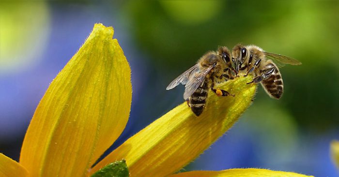 7 Simple Ways To Help Honey Bees — I have been thinking about our poor bees for a while and I went hunting the internet to see if I could do anything to help and guess what! I did. This article have 7 great ways we can help the bees right at home and all are so simple we all should make a conscious effort to help them.