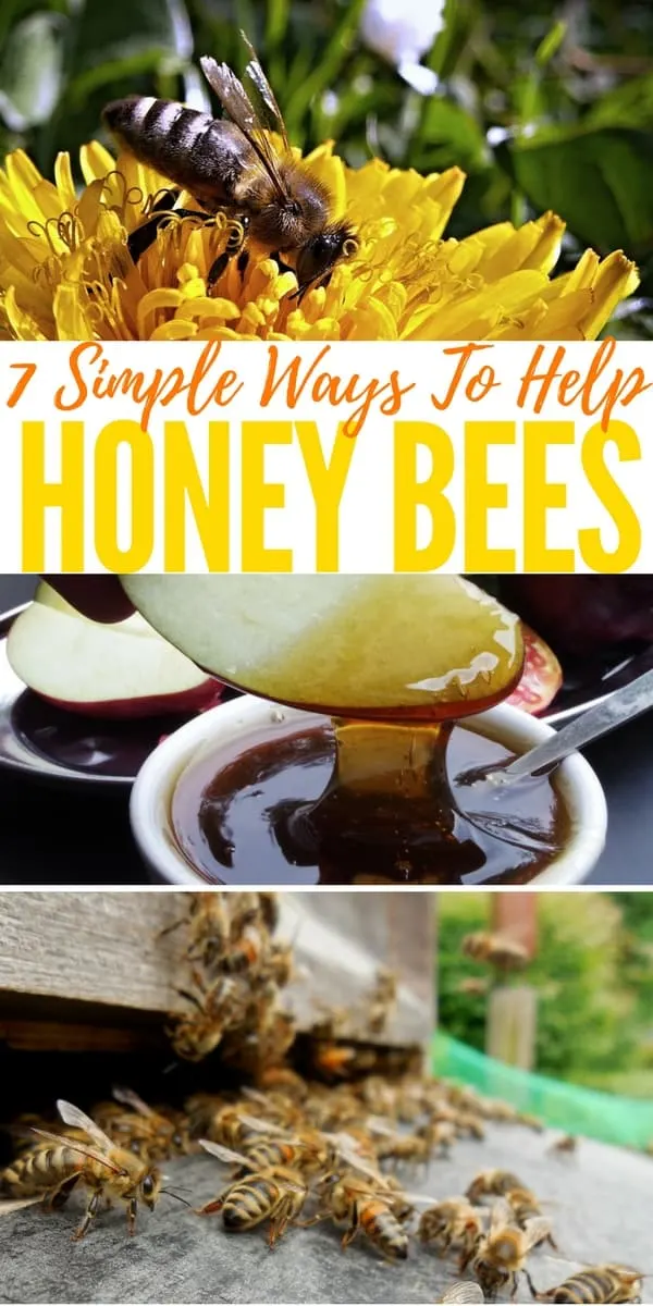 7 Simple Ways To Help Honey Bees — I have been thinking about our poor bees for a while and I went hunting the internet to see if I could do anything to help and guess what! I did. This article have 7 great ways we can help the bees right at home and all are so simple we all should make a conscious effort to help them.