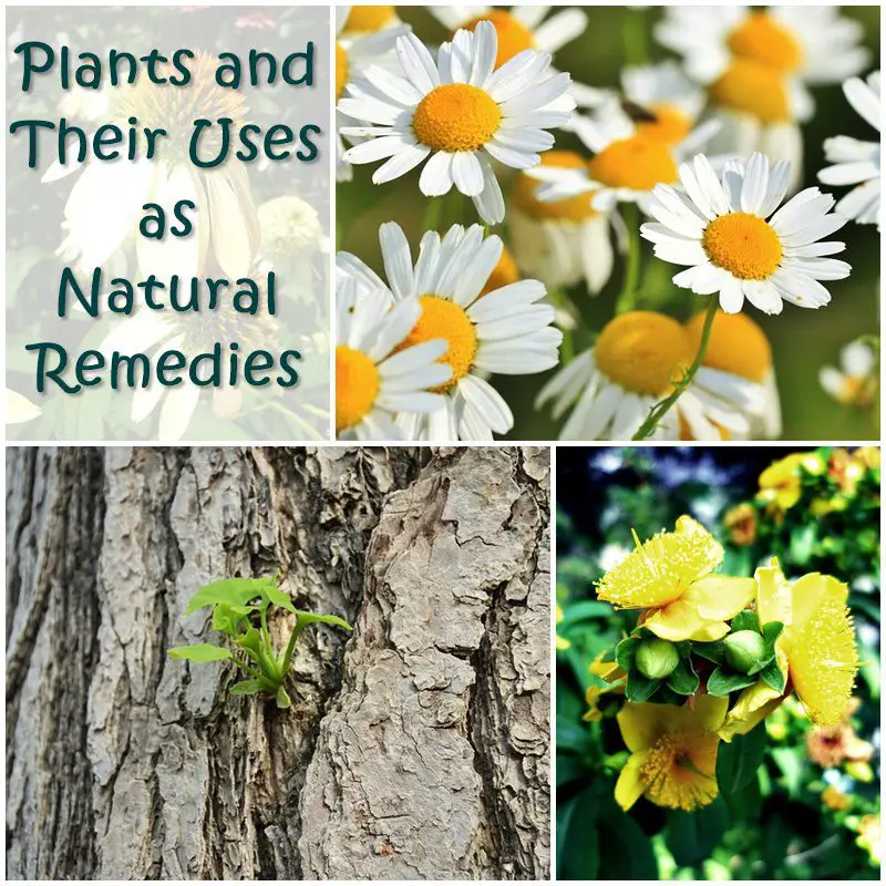 Plants and Their Uses as Natural Remedies SHTF Prepping