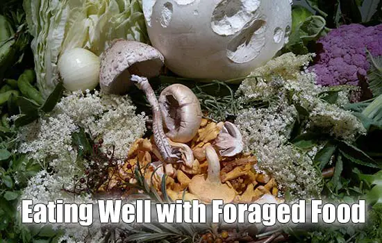 Eating Well with Foraged Food - The following are some great recipes that are easy to put together with foraged foods. Yes, eventually dandelion jelly might feel like a luxury, but trust me – it’s a luxury that’s worth the effort. :)